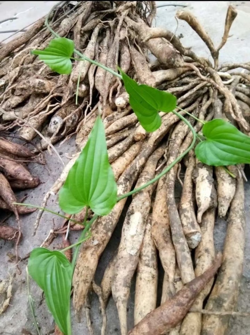 云南百部，野生大百部货量有限，需要赶快，卖完下架