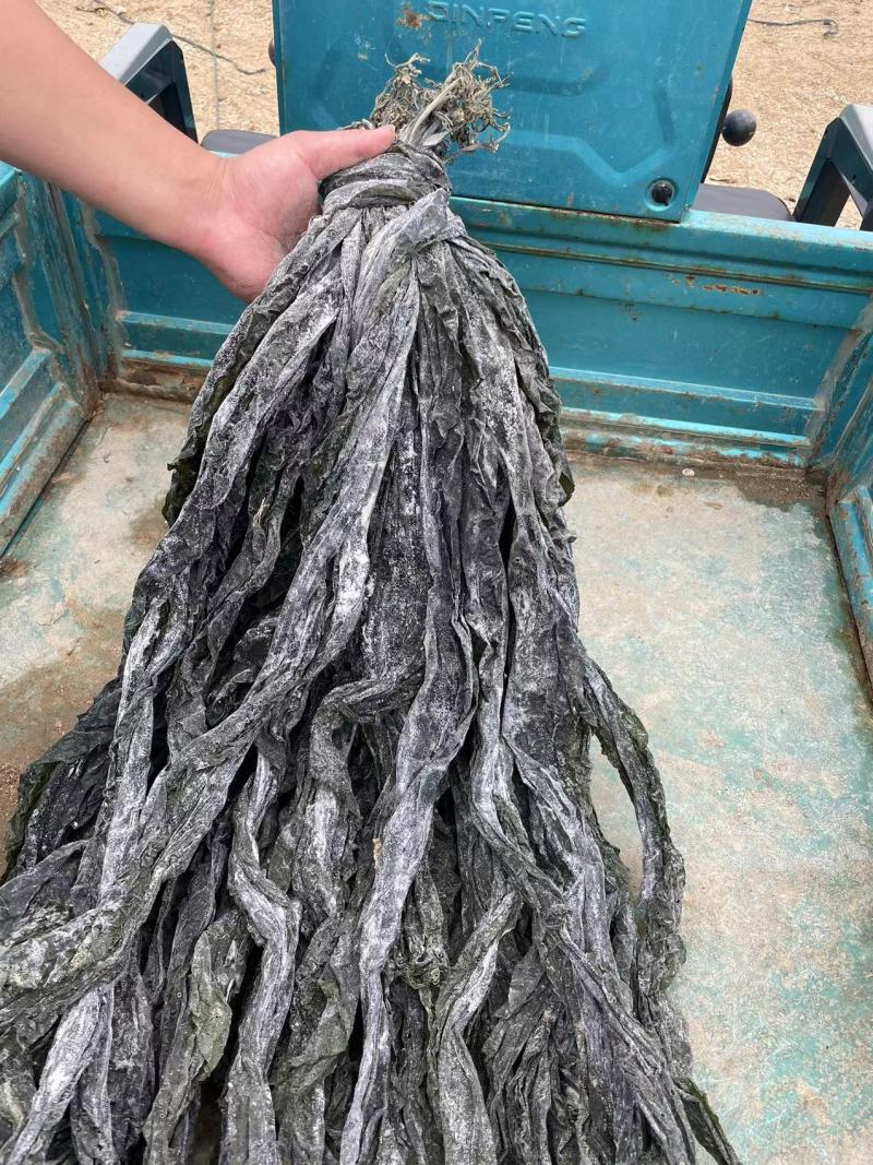 大量批发福建海边农家自种无沙厚海带干海带