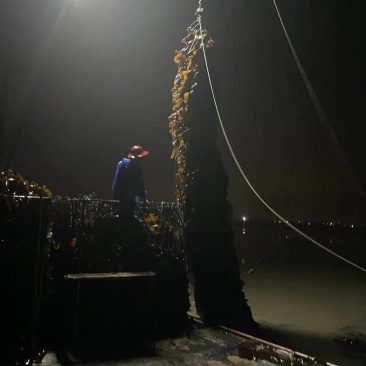 大量批发福建海边农家自种无沙厚海带干海带