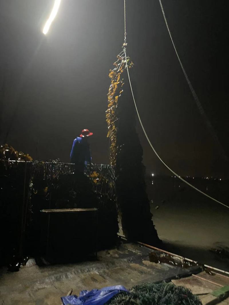 大量批发福建海边农家自种无沙厚海带干海带