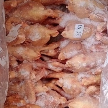 小规格三黄鸡（16-20只）