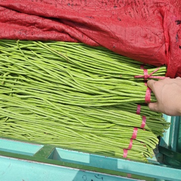 精品豆角，大量现货，供应各种客户，质量好牛