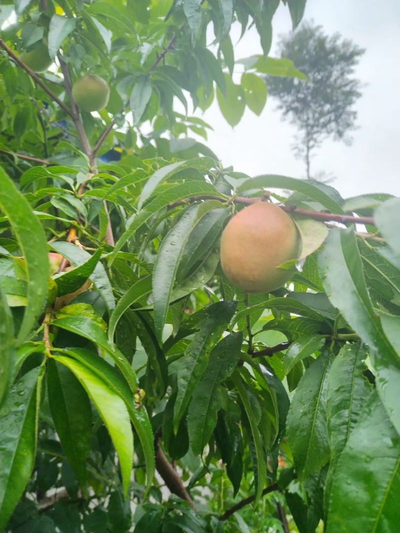 凉山州农民自己家种的果子