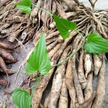 云南百部，野生大百部货量有限，需要赶快，卖完下架