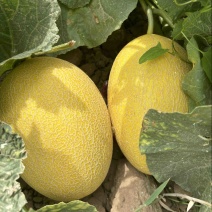 内蒙的哈密瓜🍈熟了