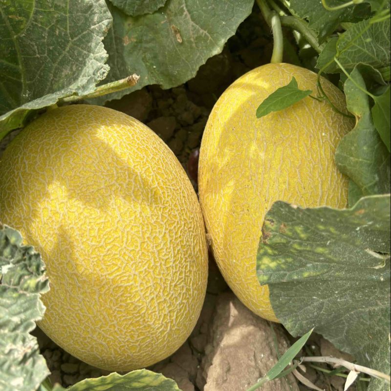 内蒙的哈密瓜🍈熟了