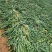 自家洋葱品种147，大量现货质量好，随时装车