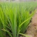 水生植物西伯利亚鸢尾120杯、1加伦、2加伦