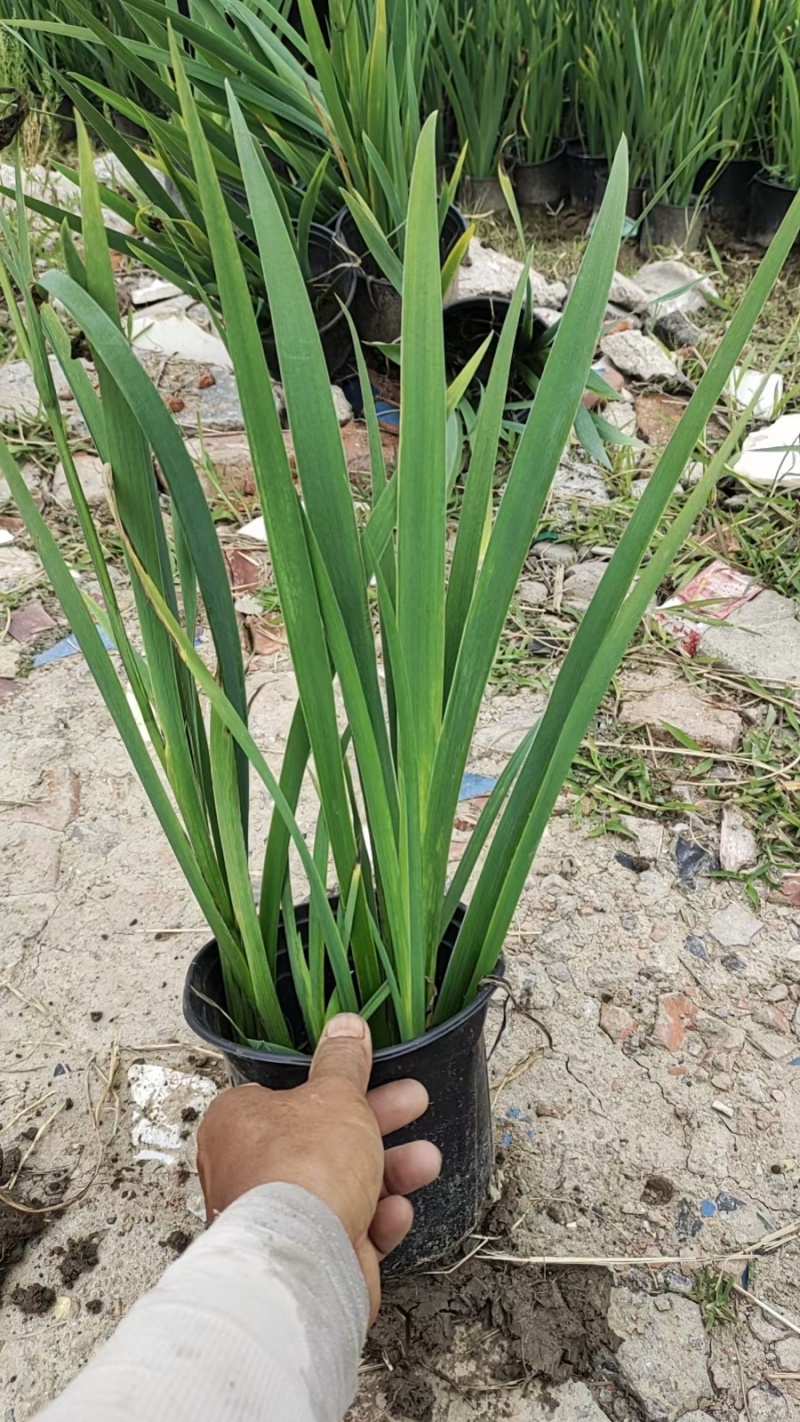 水生植物西伯利亚鸢尾120杯、1加伦、2加伦