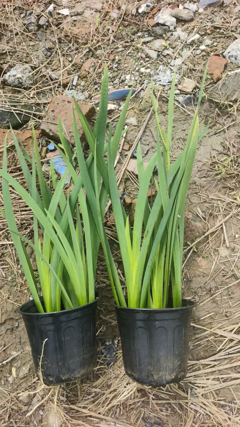 水生植物西伯利亚鸢尾120杯、1加伦、2加伦