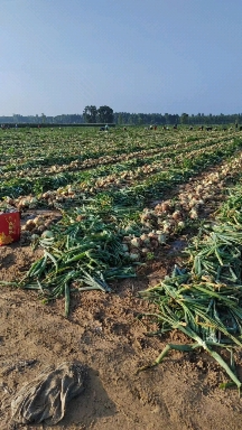 自家洋葱品种147，大量现货质量好，随时装车
