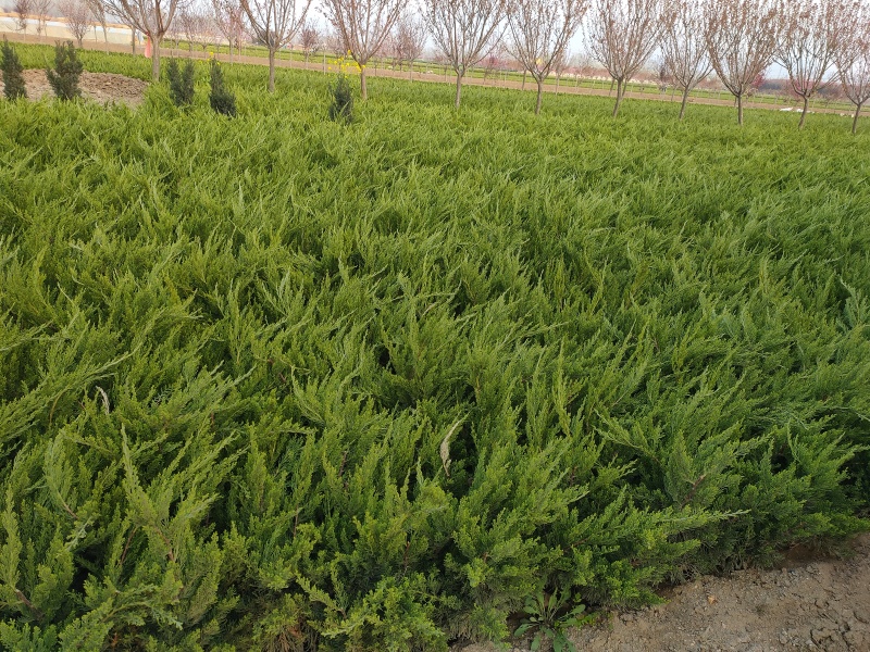 基地出售工程龙柏苗高度40公分50公分60公分小龙柏苗