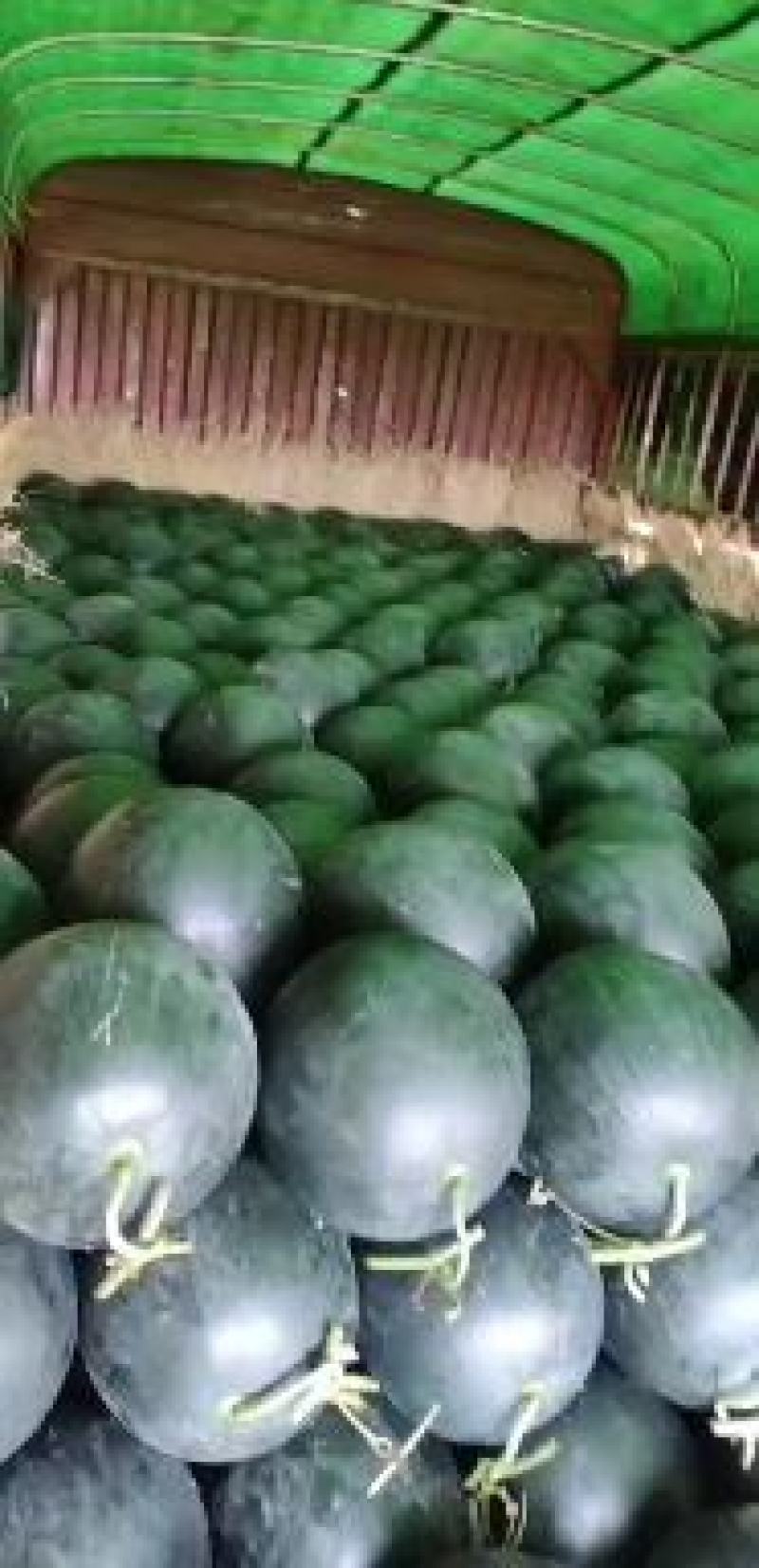黑皮无籽西瓜露天一茬瓜专业农产品代办近十年大量现货