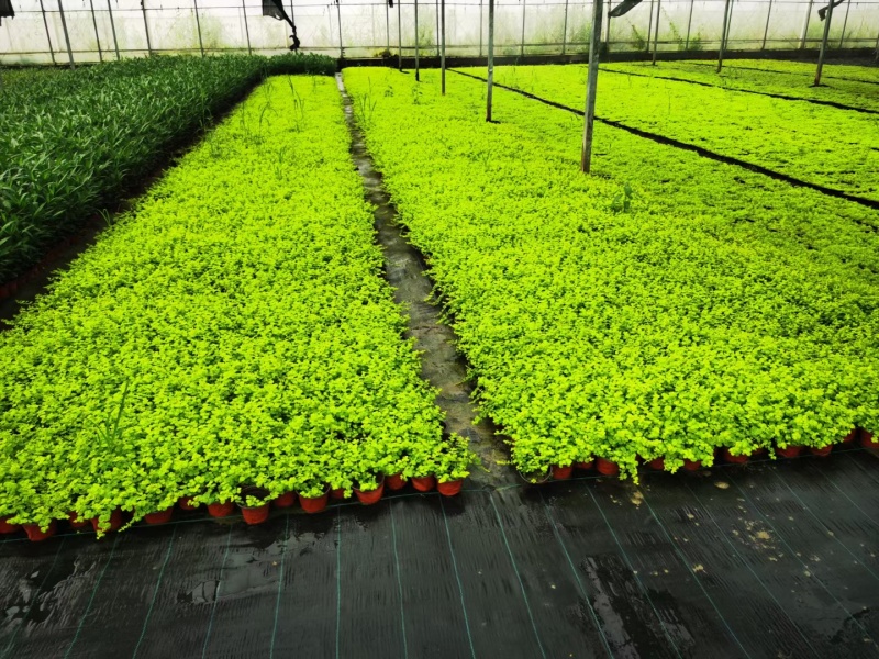 地被植物过路黄120杯、托盘36Ⅹ36公分，量大优惠