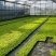 地被植物过路黄120杯、托盘36Ⅹ36公分，量大优惠