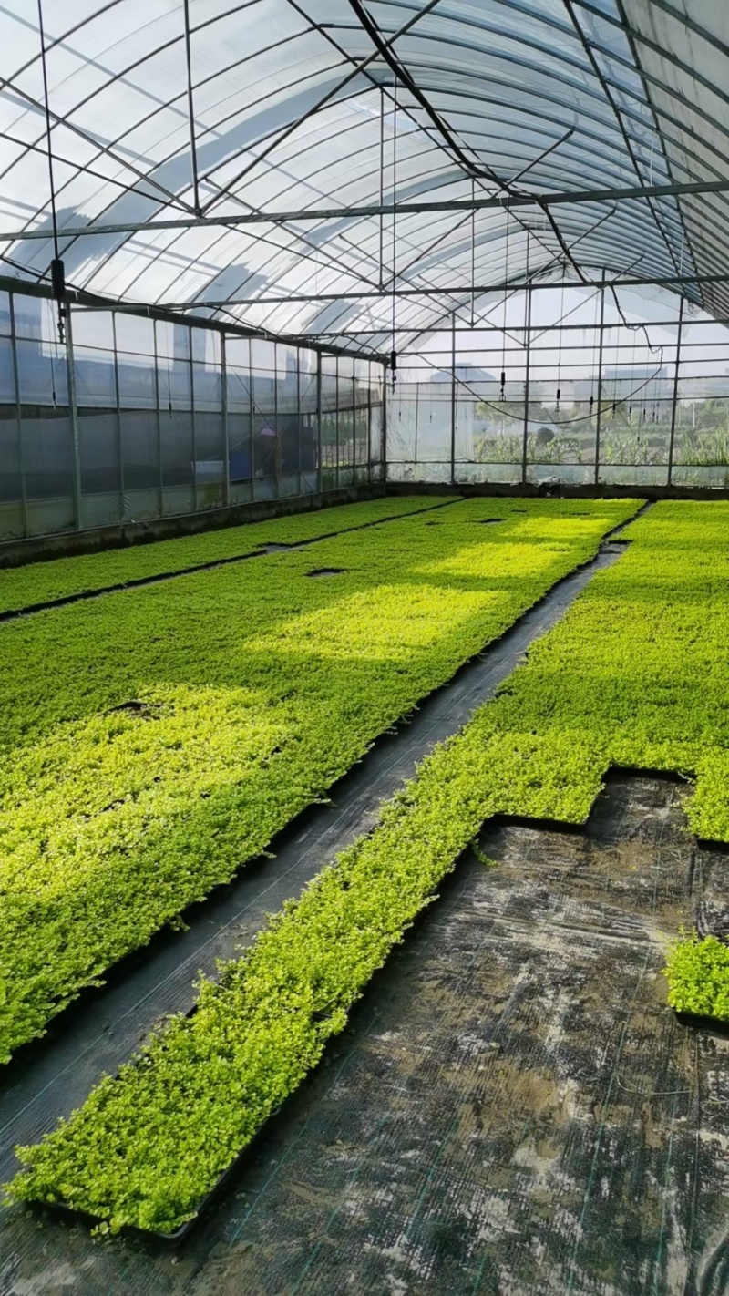 地被植物过路黄120杯、托盘36Ⅹ36公分，量大优惠