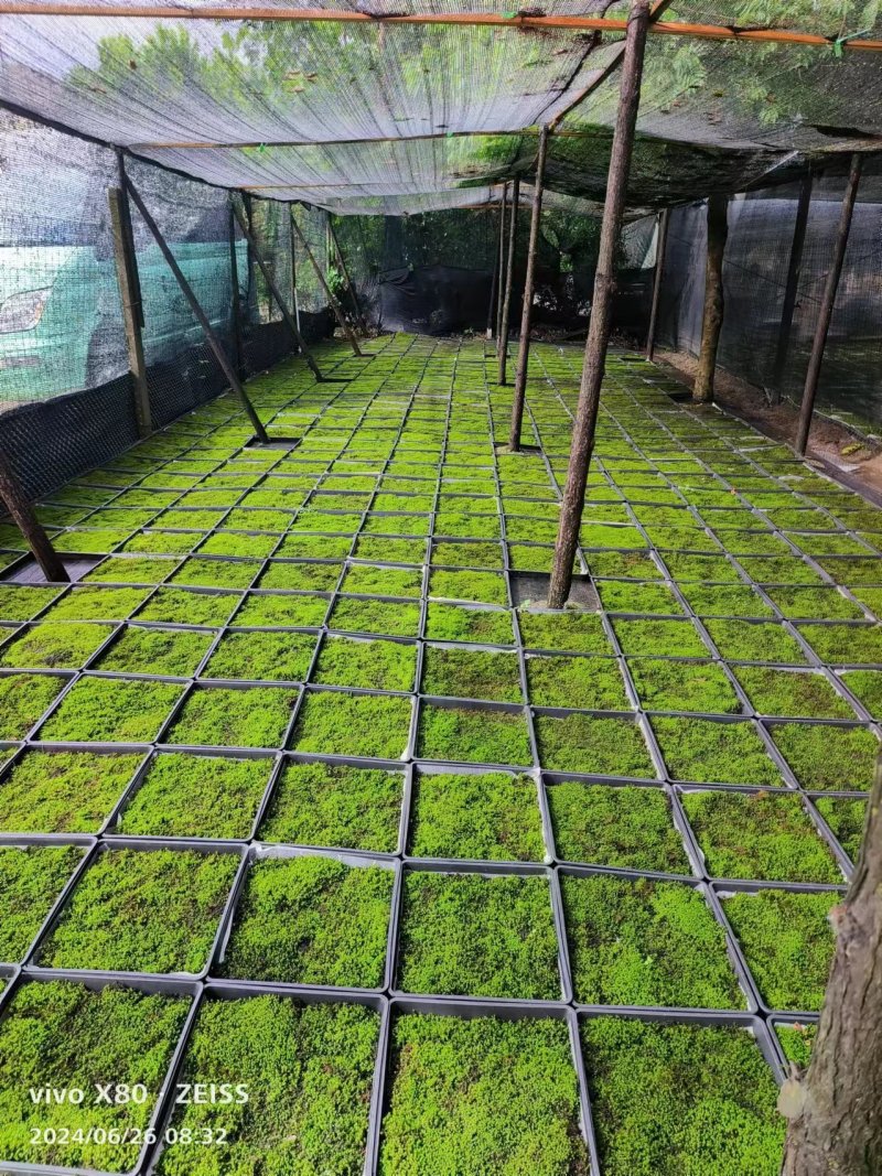 地被植物大灰藓、小灰藓个、砂藓，欢迎来一亩田订购。