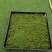 地被植物大灰藓、小灰藓个、砂藓，欢迎来一亩田订购。