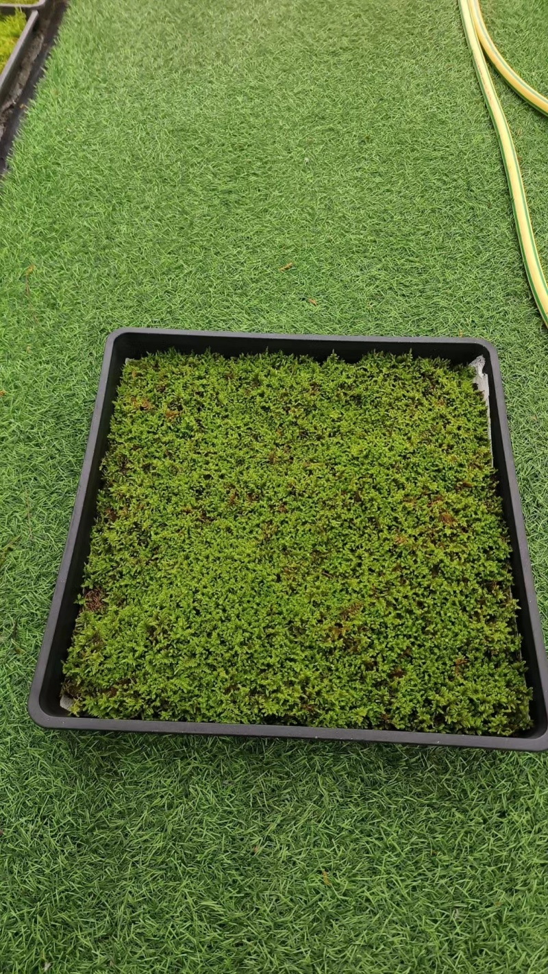 地被植物大灰藓、小灰藓个、砂藓，欢迎来一亩田订购。