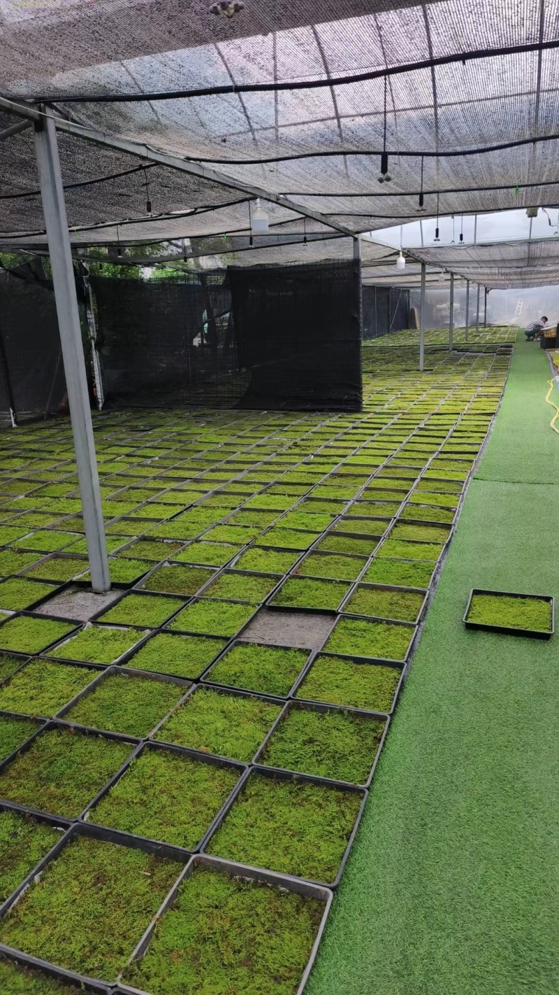 地被植物大灰藓、小灰藓个、砂藓，欢迎来一亩田订购。
