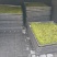地被植物大灰藓、小灰藓个、砂藓，欢迎来一亩田订购。