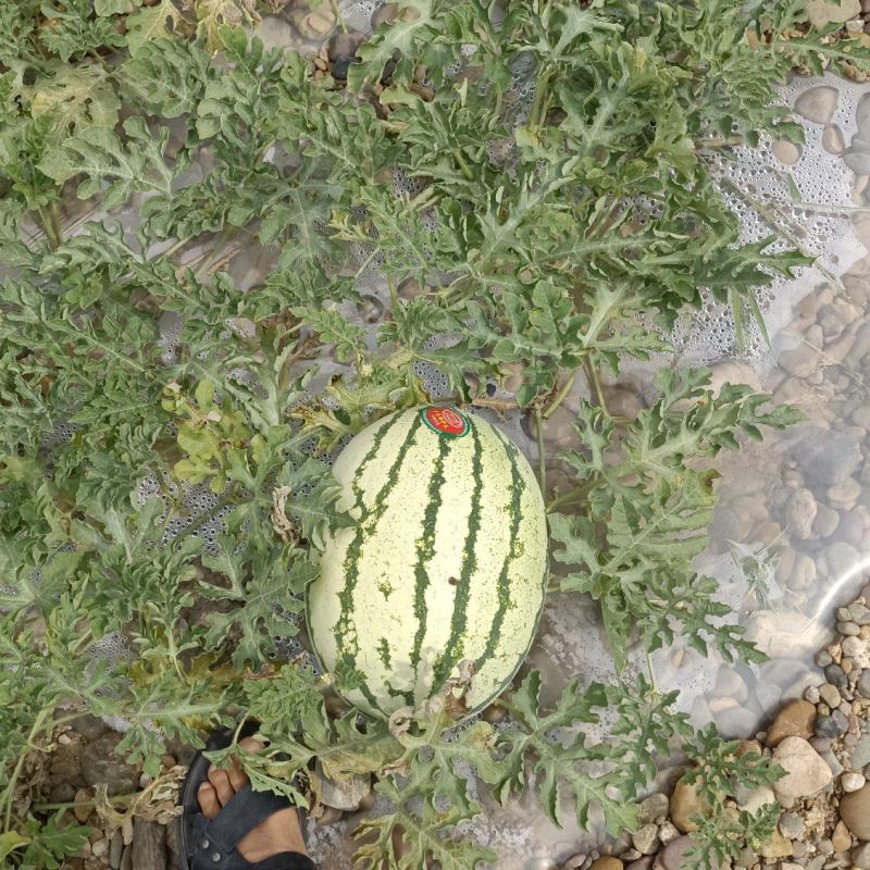 甘肃靖远硒砂瓜大量上市，有需要联系我