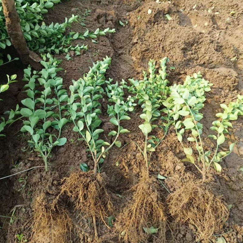 基地出售胶东卫矛苗高度40公分50公分直立卫矛苗
