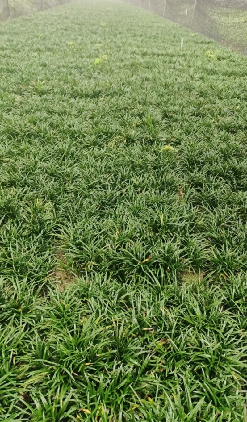 日本矮麦冬草方盘36x36，量大价优，欢迎订购。