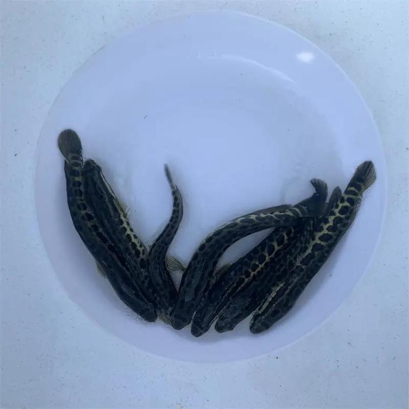 黑鱼鱼苗