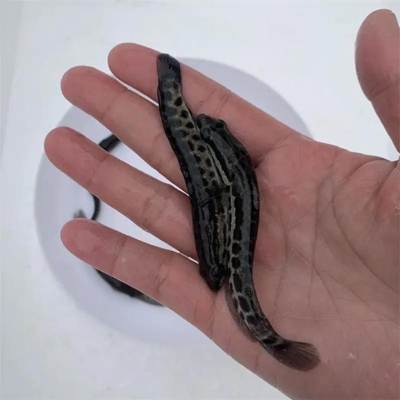 黑鱼鱼苗