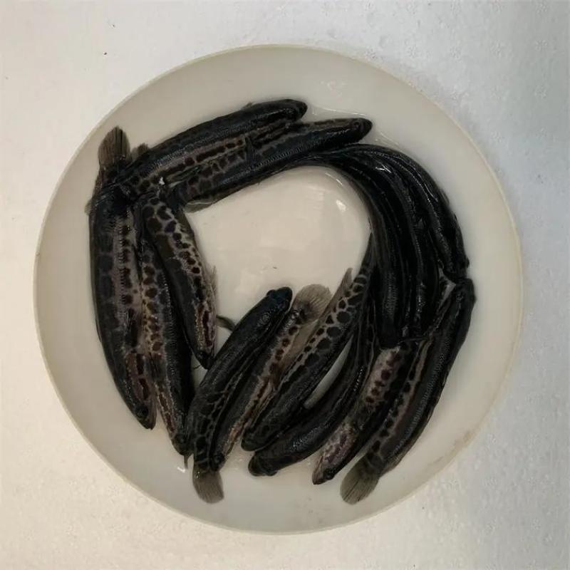黑鱼鱼苗