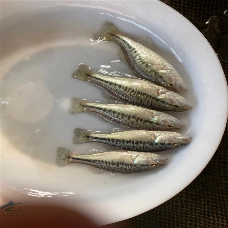 淡水鲈鱼苗各种规格优质加州淡水鱼苗生长特快