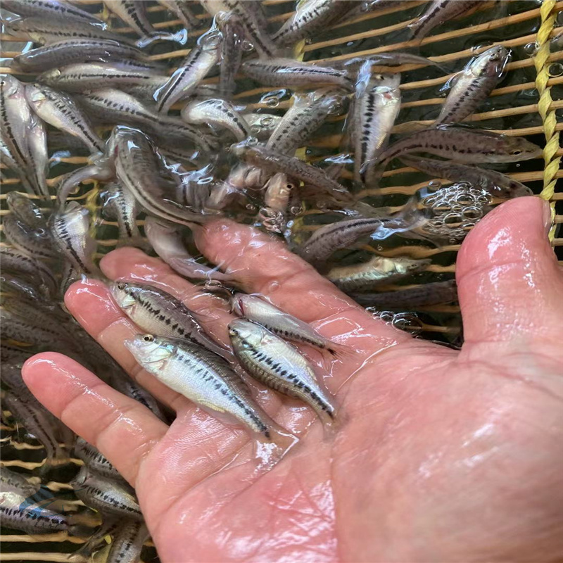 淡水鲈鱼苗各种规格优质加州淡水鱼苗生长特快