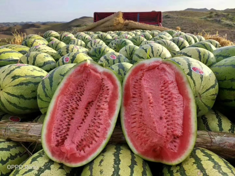 宁夏中卫香山硒砂瓜石头瓜代办代理专业团队模式量大从优