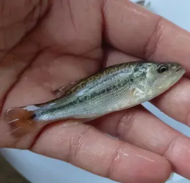 淡水鲈鱼苗各种规格优质加州淡水鱼苗生长特快