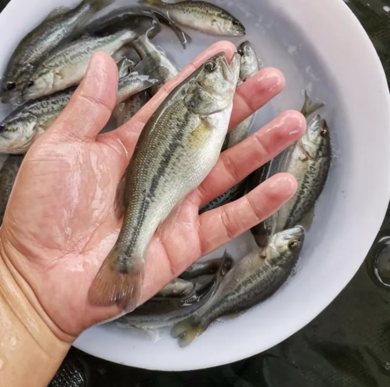 淡水鲈鱼苗各种规格优质加州淡水鱼苗生长特快