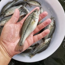 淡水鲈鱼苗各种规格优质加州淡水鱼苗生长特快