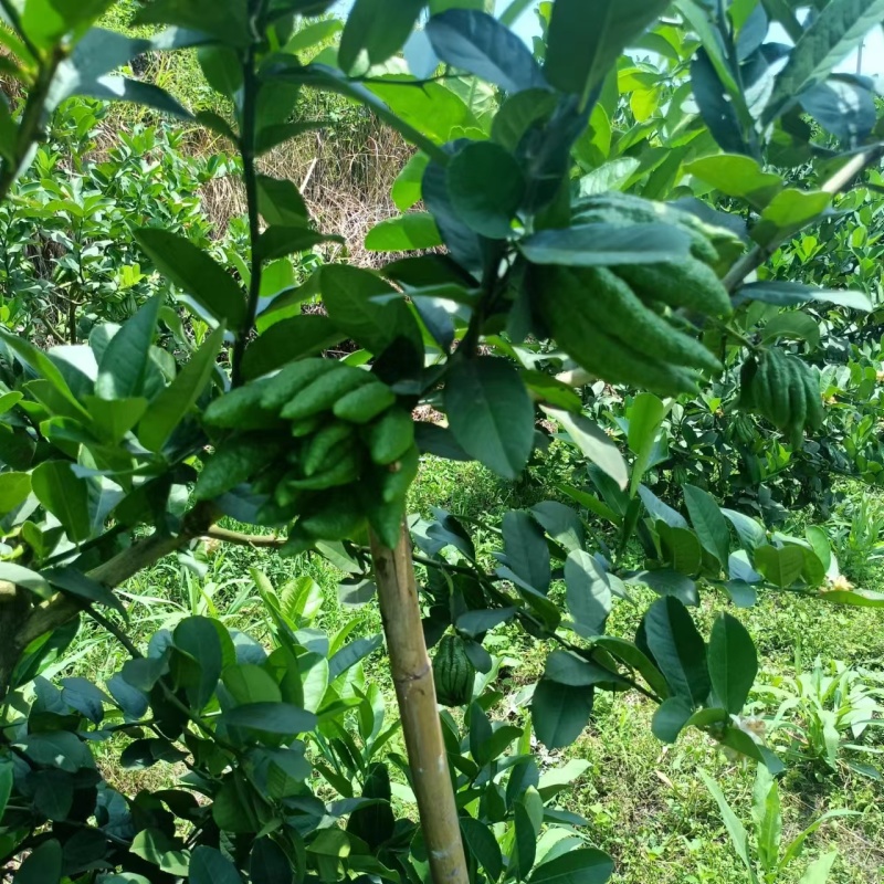 观佛手大量现货耐运输耐存放绿色大佛手产地直发