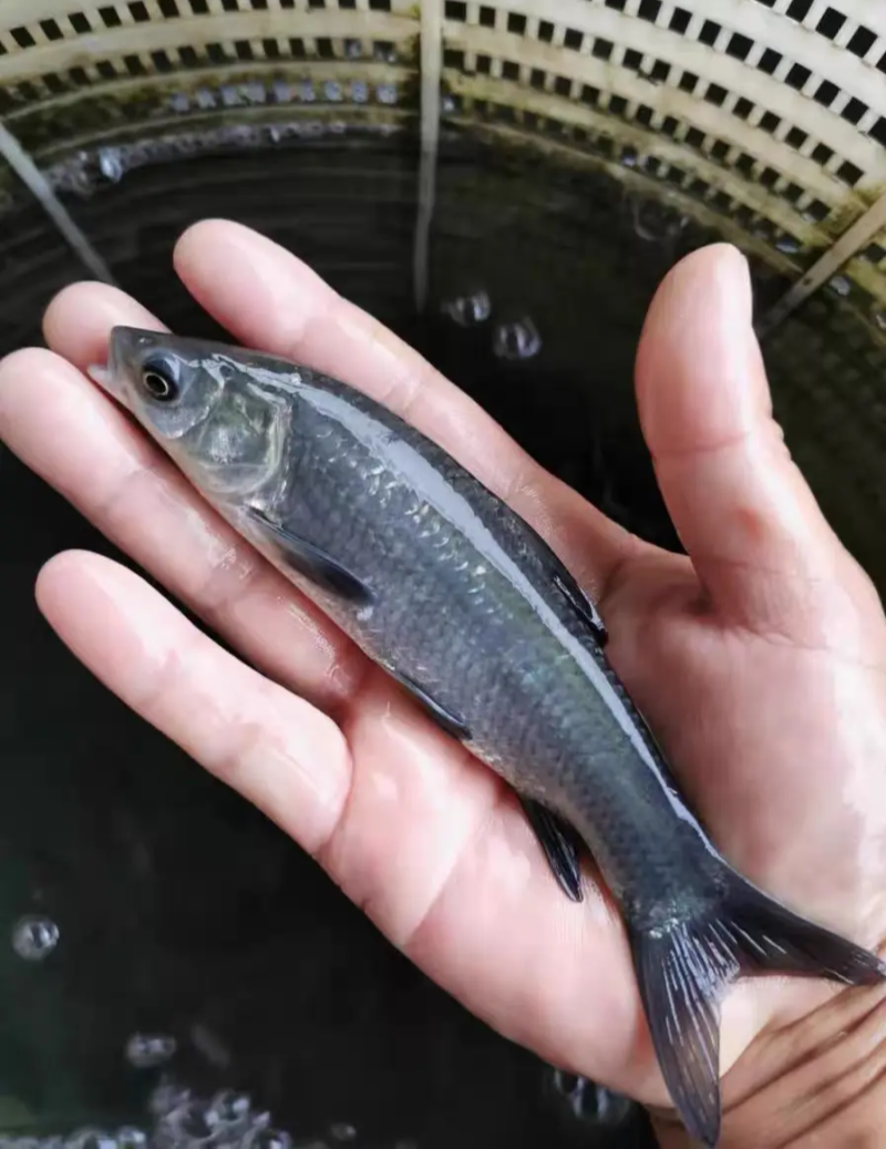 螺蛳青鱼苗特大型食用正宗青混灰草活体小螺蛳青鱼苗
