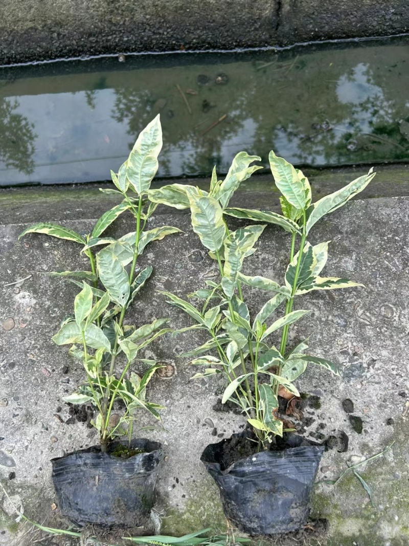 花叶栀子大杯量大，价优欢迎订购。