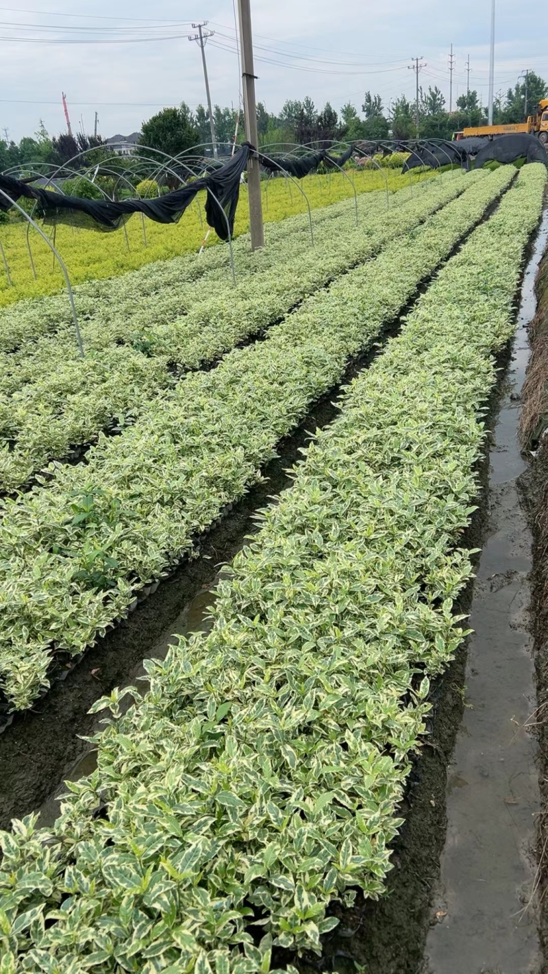 花叶栀子大杯量大，价优欢迎订购。
