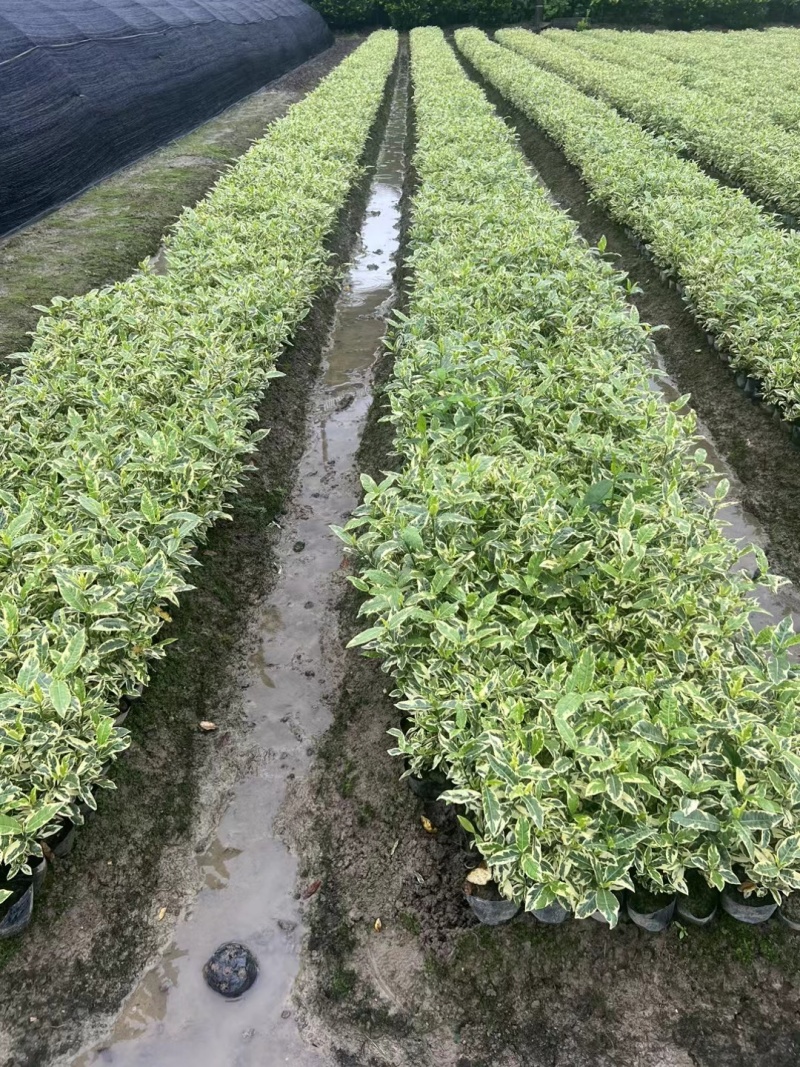 花叶栀子大杯量大，价优欢迎订购。