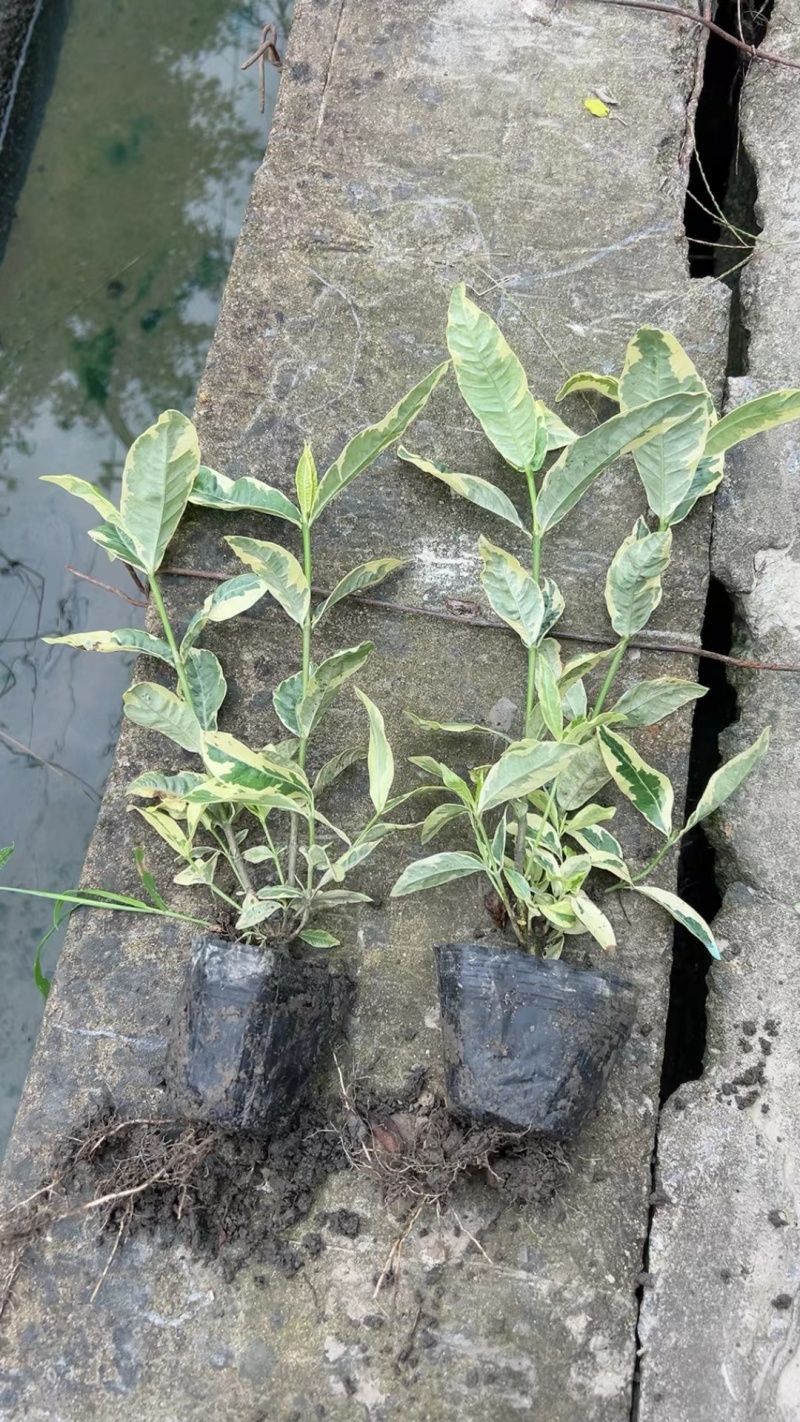 花叶栀子大杯量大，价优欢迎订购。