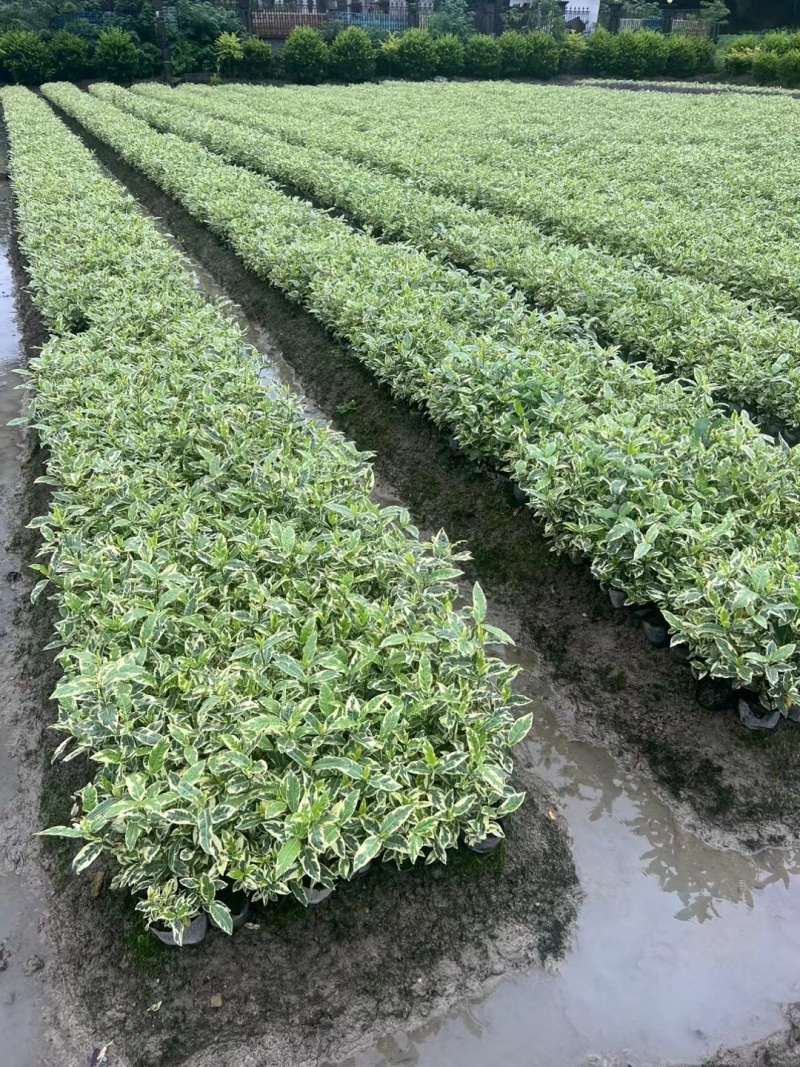 花叶栀子大杯量大，价优欢迎订购。