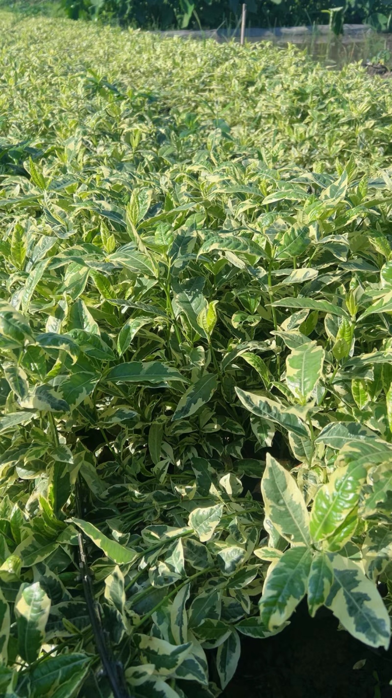 花叶栀子大杯量大，价优欢迎订购。