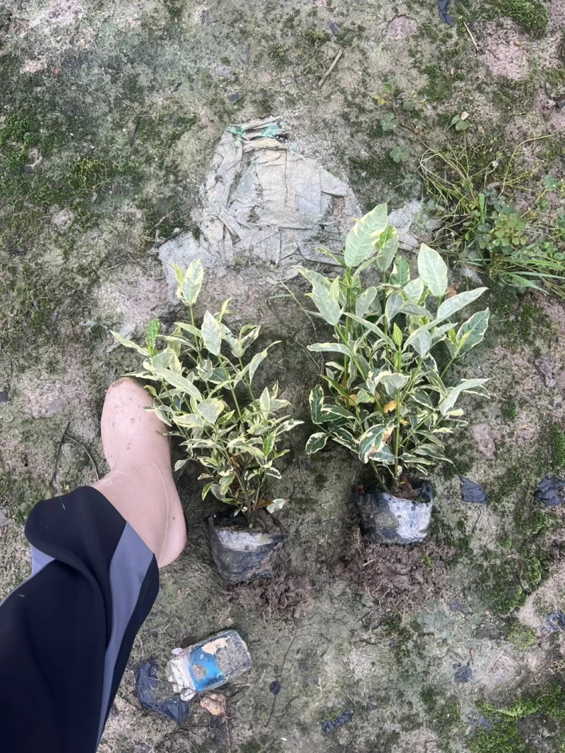 花叶栀子大杯量大，价优欢迎订购。
