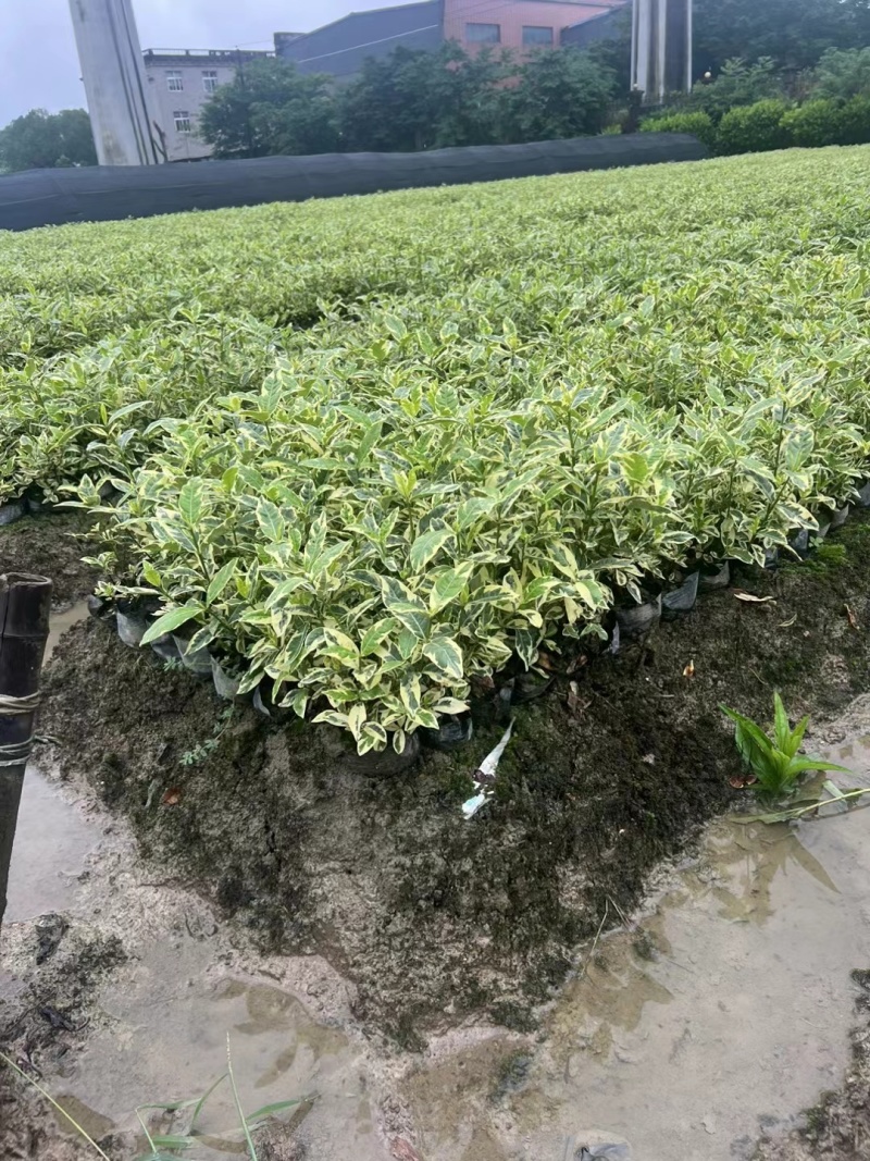 花叶栀子大杯量大，价优欢迎订购。