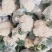 精品小米松花菜菜花产地直发品质保证表面干净