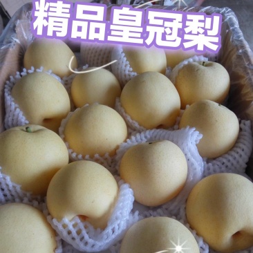 〔皇冠梨〕水分足口感好【四季有货】视频看货代发全国