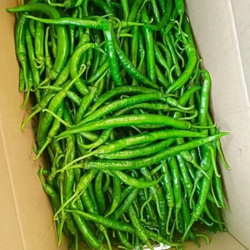 精品线椒大量上市品质保证一手货源量大从优产地直发